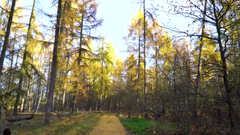 Walking-on-Trail-in-Autumnal-Forest-with-Colorful-Trees-on-Sunny-Day