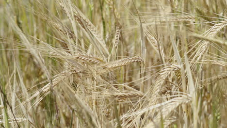 Organic-barley-swaying-on-a-windy-day