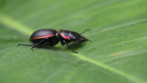 Beetle,-Large-Ground-Beetle,-Mouhotia-batesi