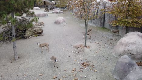 Goitred-Gazelles-Walking-in-the-Zoo