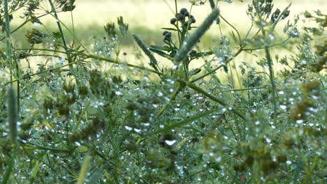 Close-up-of-suggestive-and-relaxing-shot-of-raindrops-on-grass