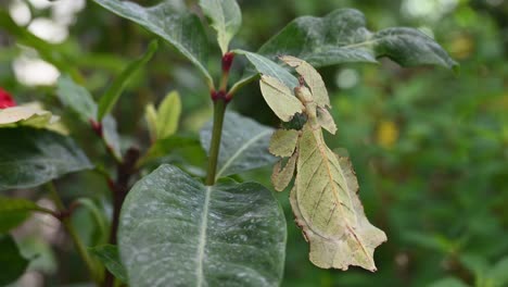 Leaf-Insect,-Phylliidae