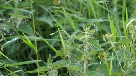 Nettle-Plants-in-a-Summer-Meadow,-Close-Up