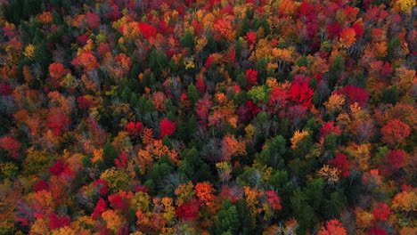 Aerial-View,-Vivid-Forest-in-Flashy-Colors-in-American-Countryside-Tilt-Up-Drone-Shot