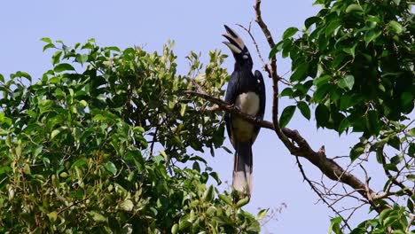 Nashornvogel,-Orientalischer-Rattenhornvogel,-Anthracoceros-Albirostris