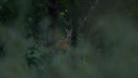 Roe-deer-seen-through-bushes,-eye-contact