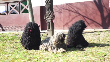 Three-purebred-Puli-dogs-sitting-on-a-garden-and-looking-around-on-a-windy-day
