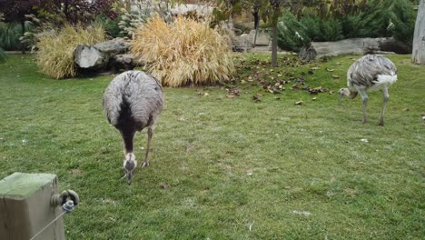 Largest-Living-Bird-Emus-Eating-Grass-in-Zoo