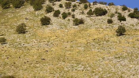 Goats-grazing-dry-grass-on-meadows-of-high-mountain-rocky-slope-on-a-sunny-day