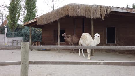 White-and-Brown-Camel-in-the-Zoo