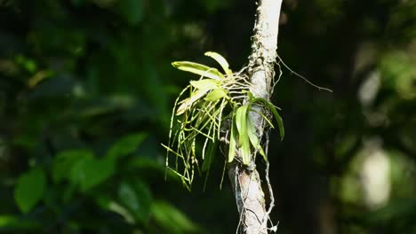 Damselfly-Fliegt-Von-Unten-Nach-Oben-über-Eine-Orchidee,-Die-Auf-Einer-Ranke-Wächst,-Während-Sie-Sich-Mit-Einem-Sanften-Wind-Bewegt,-Wie-Im-Dschungel-Des-Khao-Yai-Nationalparks,-Thailand,-Zu-Sehen-Ist