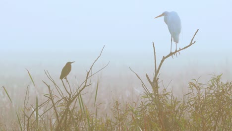 white-egret-and-green-heron-perched-on-branches-in-foggy-morning-at-swamp