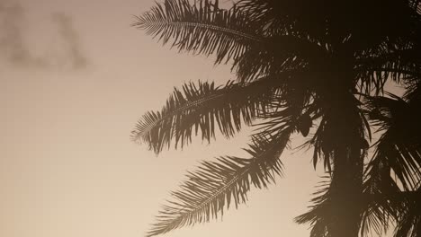 Windige-Stürmische-Palmensilhouette