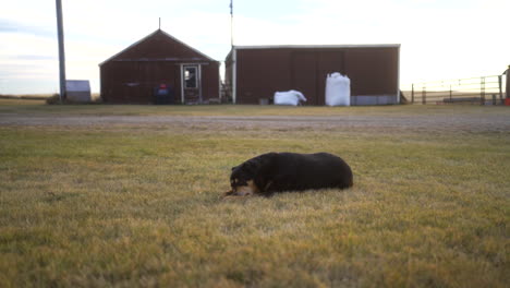 Dog-laying-on-grass-on-a-farm-chewing-on-a-stick