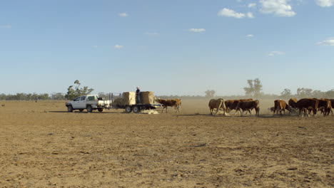 Farmer-feeding-cattle-hay-off-trailer-during-a-drought
