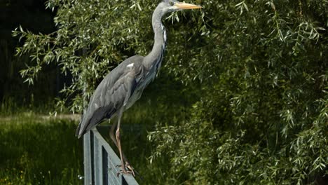 Grey-Heron-waiting-on-a-metal-fence-inside-a-pond,-elongating-its-neck,-waiting-for-the-best-fish-to-catch