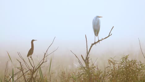 white-egret-and-green-heron-perched-on-branches-in-foggy-morning-at-swamp-with-bird-flying-by