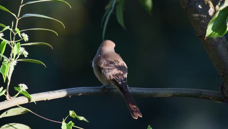 Brown-Shrike,-Lanius-cristatus