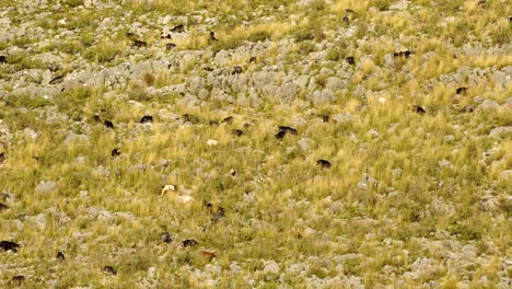 Herd-of-goats-grazing-on-dry-grass-meadow-on-rocky-slope-of-mountain-in-Balkans