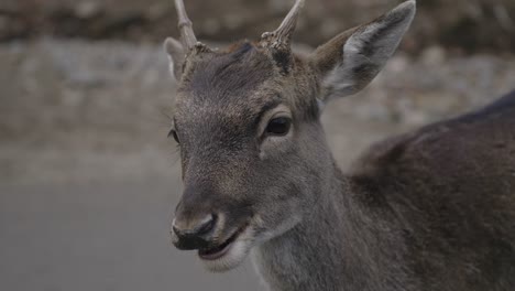Fallow-Deer-Chewing-Food-While-Looking-At-Camera-In-Parc-Omega,-Quebec---close-up,-slow-motion