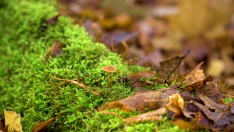 Mossy-and-Mouldered-Tree-Trunk-with-Tiny-Mushroom-in-Forest,-Close-Up