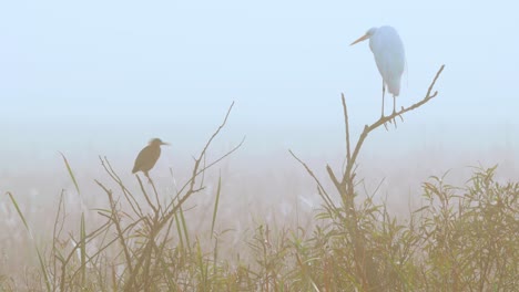 white-egret-and-green-heron-perched-on-branches-in-foggy-morning-at-swamp