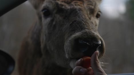 Close-Up-Of-Human-Hand-Feeding-Moose-With-Carrot-At-Omega-Park-In-Quebec---slow-motion