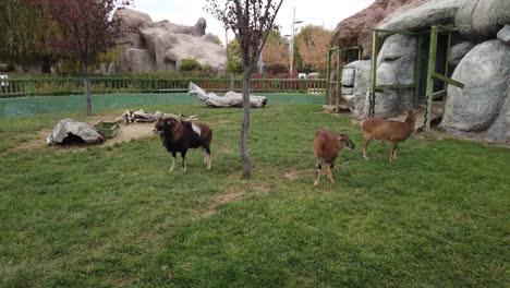 Europäischer-Mufflon,-Männchen-Und-Weibchen,-Die-Im-Zoo-Herumlaufen