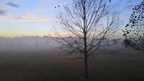 Drone-pan-of-silouhettes-of-trees-in-the-fog-during-sunrise