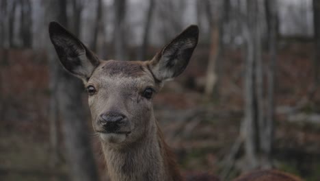 Female-Farrow-Deer-In-Woods-Looking-At-Camera-In-Parc-Omega,-Canada---close-up