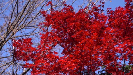Beautiful-bright-red-Japanese-maple-leaf-tree-in-autumn-colors-against-blue-sky