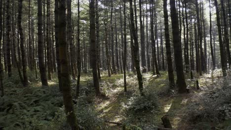 Bosques-De-Monte-Cangshan-En-China,-Vuelo-Aéreo-De-Muñecas-A-Través-De-Los-árboles