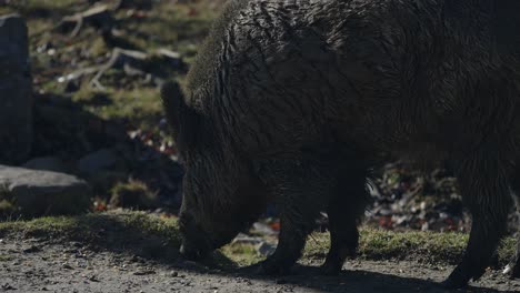 Close-Up-Of-Wild-Boar-Feeding-On-The-Ground-In-Parc-Omega,-Quebec---slow-motion