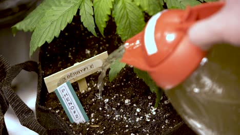 Persona-Regando-Una-Planta-De-Cannabis-En-El-Jardín