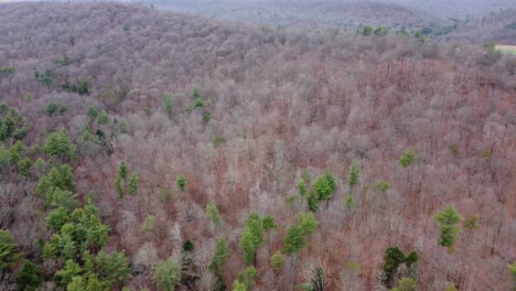 Traveling-over-the-tops-of-the-trees-of-the-forest-in-the-winter-season-aerial-view