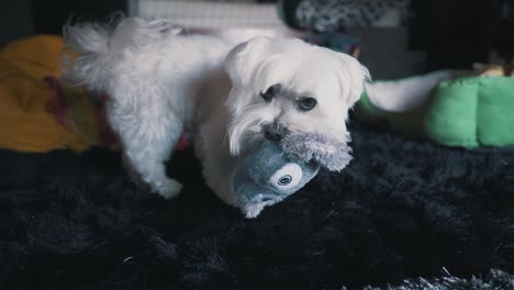 Süßer-Maltesischer-Hund,-Der-In-Zeitlupe-Mit-Seinem-Spielzeug-Spielt