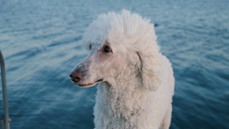 White-standard-poodle-dog-looking-into-the-camera,-water-slow-motion