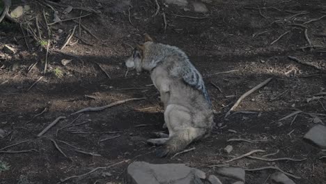 Grey-Wolf-Sits-And-Rests-On-Forest-Ground-In-Omega-Park,-Canada---high-angle,-slow-motion