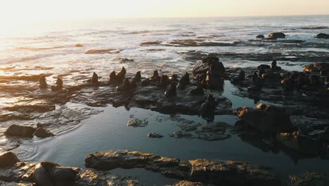 Beautiful-cinematic-wildlife-shot-of-sea-lions-resting-on-rocks-at-sunrise-near-the-water-on-a-island