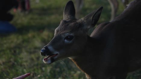 A-Female-Fallow-Deer-Eating-Carrot-Fed-By-The-Tourist-In-Parc-Omega,-Quebec,-Canada---Rack-Focus,-Slow-Motion