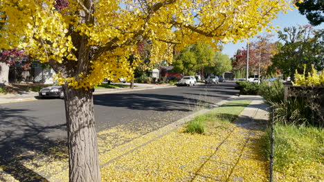Sidewalk-with-tree-and-leaves-falling