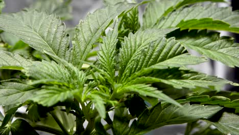 Frische-Große-Blätter-Der-Cannabispflanze---Nahaufnahme