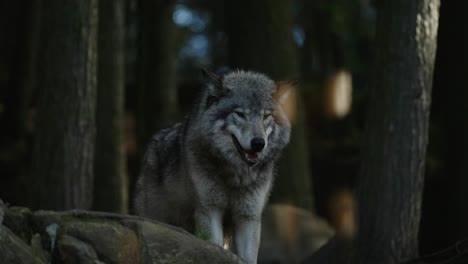 Grauer-Wolf-Mit-Offenem-Mund,-Der-Sich-Im-Safaripark-Mit-Bäumen-Im-Parc-Omega,-Quebec,-Kanada-Umsieht