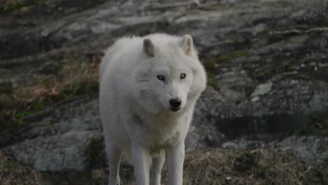 Nahaufnahme-Eines-Weißen-Wolfs,-Der-In-Zeitlupe-In-Die-Kamera-Blickt-Und-Im-Wald-Steht