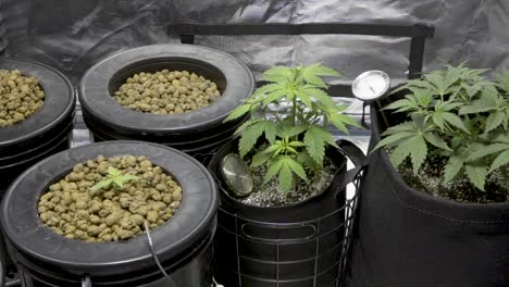 Selbstgezogene-Cannabispflanze-Mit-Sämlingen-Auf-Eimer-Im-Hydrokultursystem