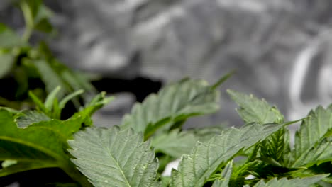 Selbstgezogene-Cannabispflanze-Mit-Grünen-Blättern---Marihuanapflanze---Nahaufnahme,-Schieberegler
