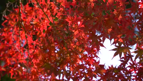 Beautiful-deep-red-Japanese-maple-leaves-slowly-waving-in-the-wind---close-up