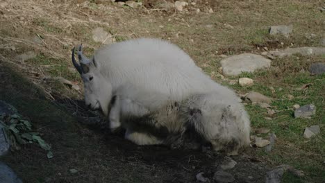 Snow-Goat---Mountain-Goat-Digging-On-Ground-Under-The-Tree-In-Parc-Omega,-Quebec,-Canada
