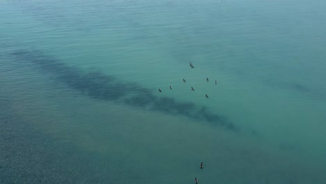 Gänse,-Die-Auf-Einem-See-Schwimmen,-Hohe-Drohnenaufnahme-4k