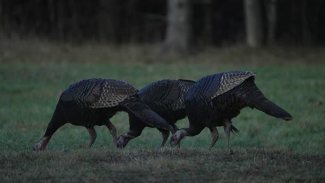 Three-Wild-Turkeys-Eating-ANd-Pecking-Food-On-Grass-In-Parc-Omega,-Quebec,-Canada